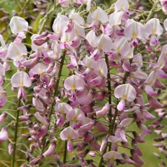 Wisteria floribunda rosae
