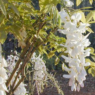 Wisteria sinensis alba
