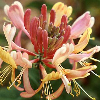 Lonicera goldflamme