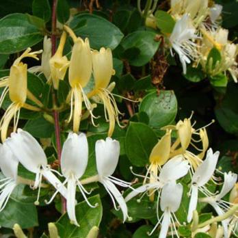 Lonicera halliana