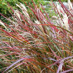 Miscanthus malepartus