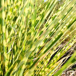 Miscanthus sinensis gold bar