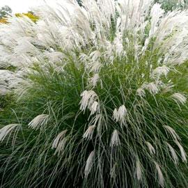 Miscanthus sinensis gracillimus
