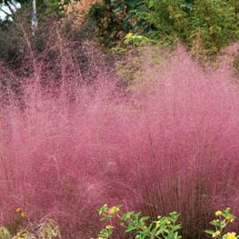 muhlen bergia capillaris
