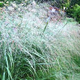 panicum virgatum prairie sky