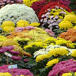 Chrysanthemes aux couleurs variées