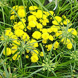 Chrysanthème jaune avec feuillage