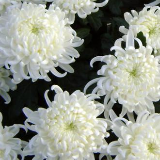 Chrysanthème blanc avec feuillage