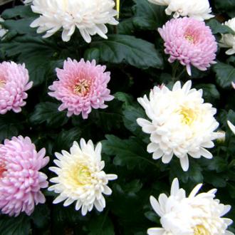 Chrysanthème avec feuillage