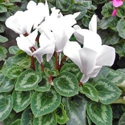 Cyclamen