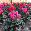 cyclamen