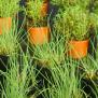 Herbes aromatiques - pieds et semences
