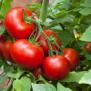 Tomates - pieds et semences