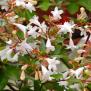 Abellia grandiflora, hauteur 1.5m à 2m, floraison parfumée blanc rosé de juin à octobre, feuillage persistant, exposition soleil à mi-ombre. 