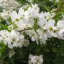 Exocorda macrantha the bride, hauteur 3 mètres, floraison blanc pur en mai-juin, feuillage caduc, exposition soleil, mi-ombre. 
