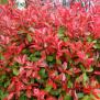 Photinia red robin, hauteur 2.5 à 3 mètres, feuillage persistant, jeunes pousses rouge lumineux au printemps, exposition soleil à mi-ombre. 