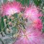 Albizia