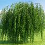Bouleau pleureur