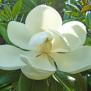 magnolia-grandiflora