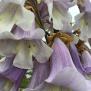 PAULOWNIA fortunei Fast Blue