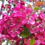 Pommier ornemental, hauteur der 3 à 6 mètres, floraison blanche ou rose en avril, petits fruits en automne-hiver, feuillage caduc, exposition soleil à mi-ombre.