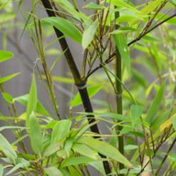 Phyllostachys nigra