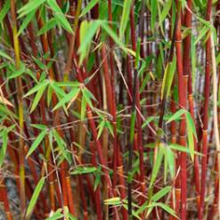 Fargesia scabrida asian wonder