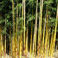 Phyllostachys aureocaulis