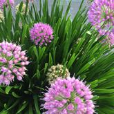 ALLIUM sativum Millenium