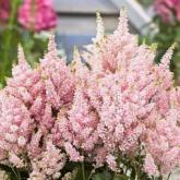 Astilbe saumon