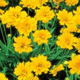 Coreopsis
