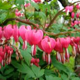 Dicentra spectabilis