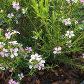 diosma hirsuta pink fountain