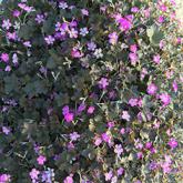 géranium vivace Orkney Cherry