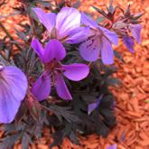 geranium pratense black beauty
