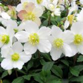Hellebore niger