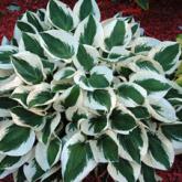 Hosta patriot