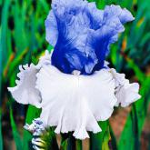 Iris victoria falls