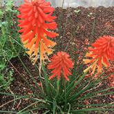 kniphofia