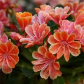 Lewisia