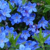 Lithodora