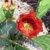 opuntia lindheimeri kerjoa