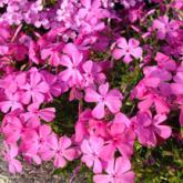 Phlox subutula