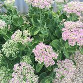 SEDUM spectabilis kerjoa
