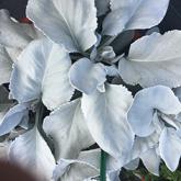 SENECIO candicans Angel Wings