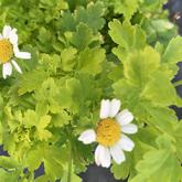tanacetum parthenium aureum