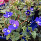 veronica peduncularis georgia blue kerjoa