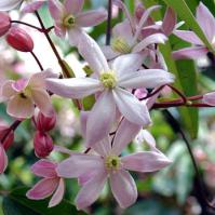 Armandii apple blossom