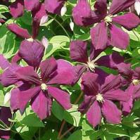 Viticella etoile violette