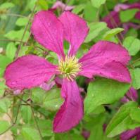 viticella sordetalje